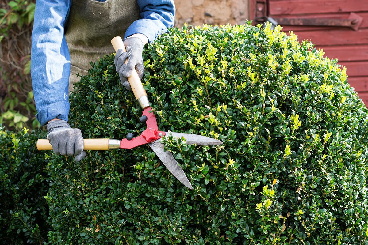 Gardener trimming hedge with pruning shears.