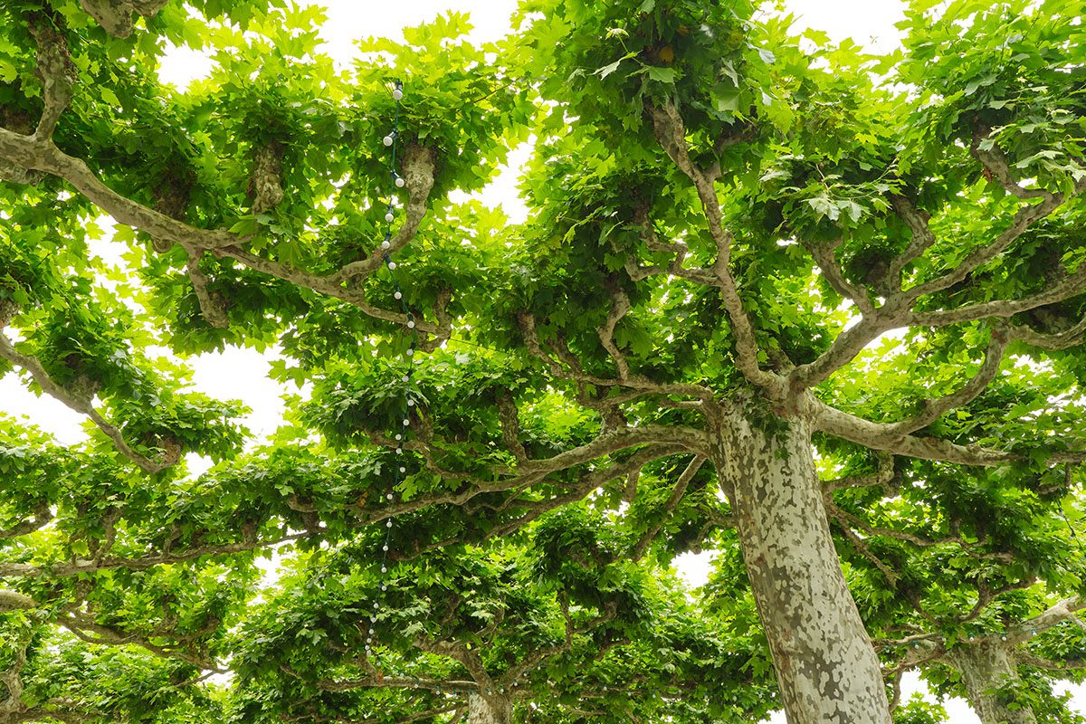 Lush green tree canopy with sunlight filtering.