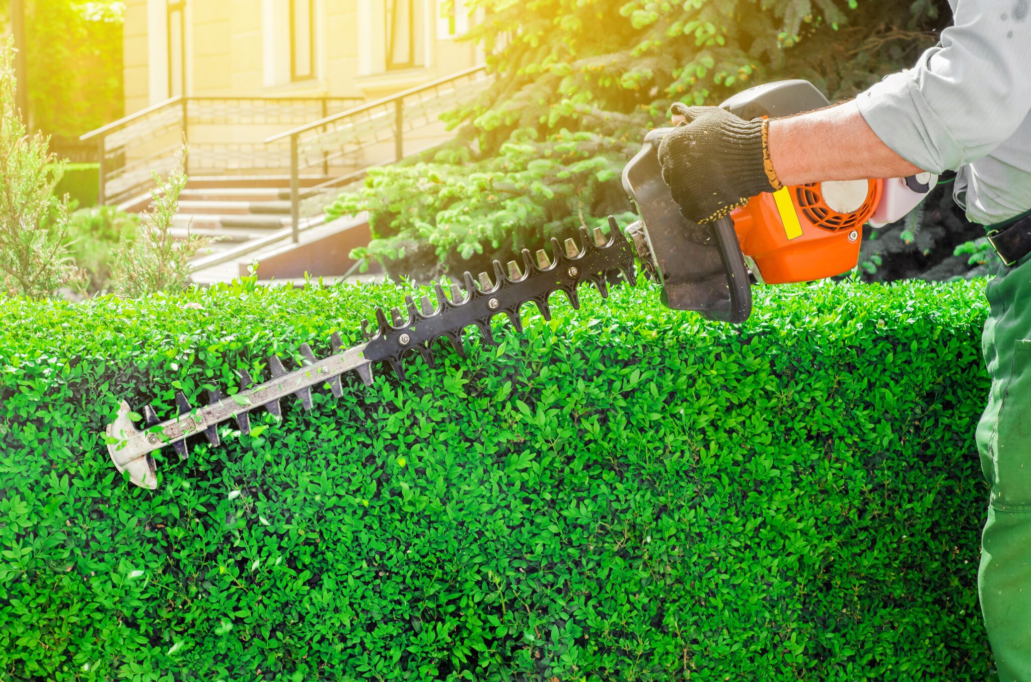 Trimming green hedge with electric trimmer.