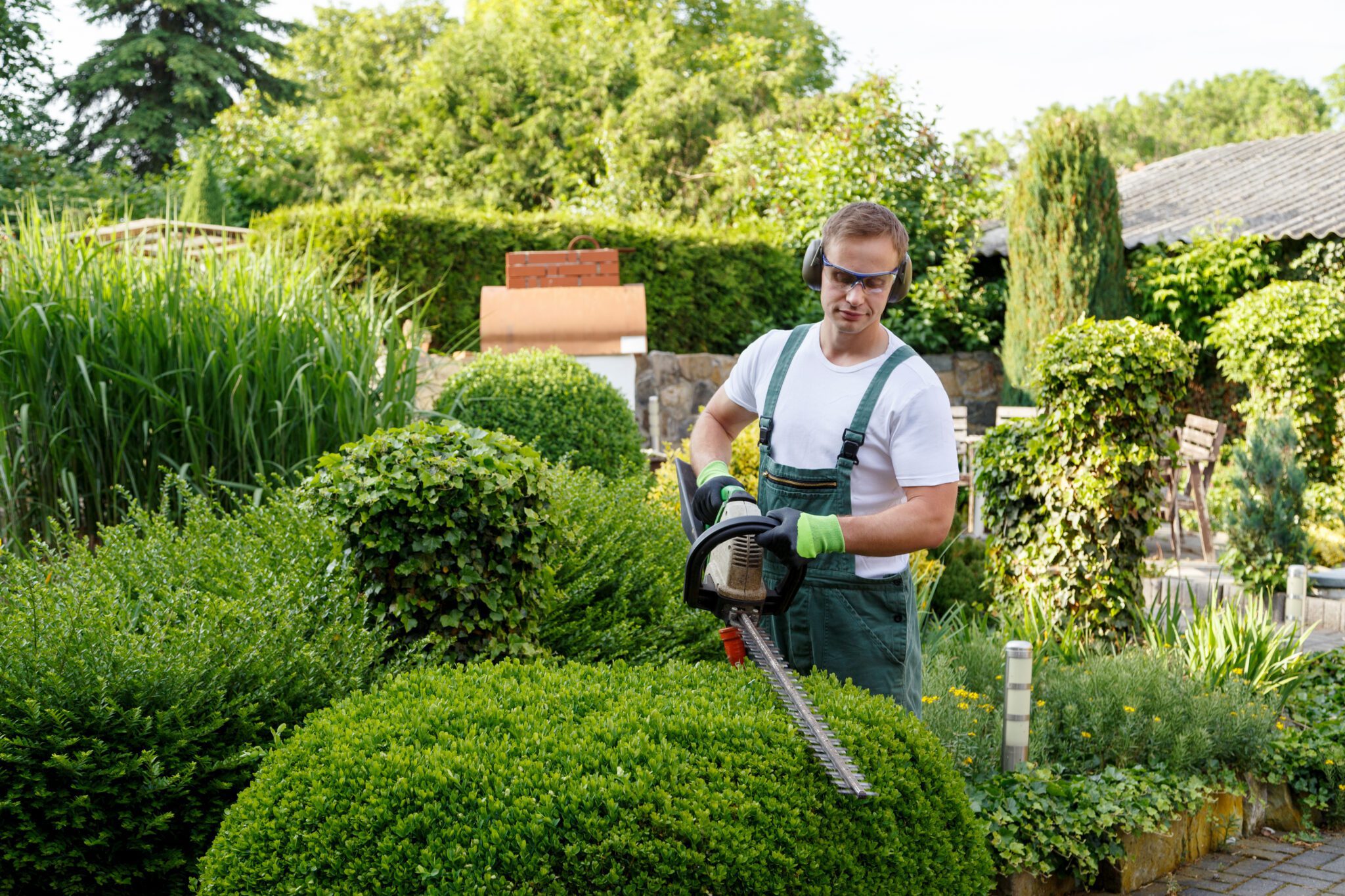 Gardener trimming bushes with electric hedge trimmer.