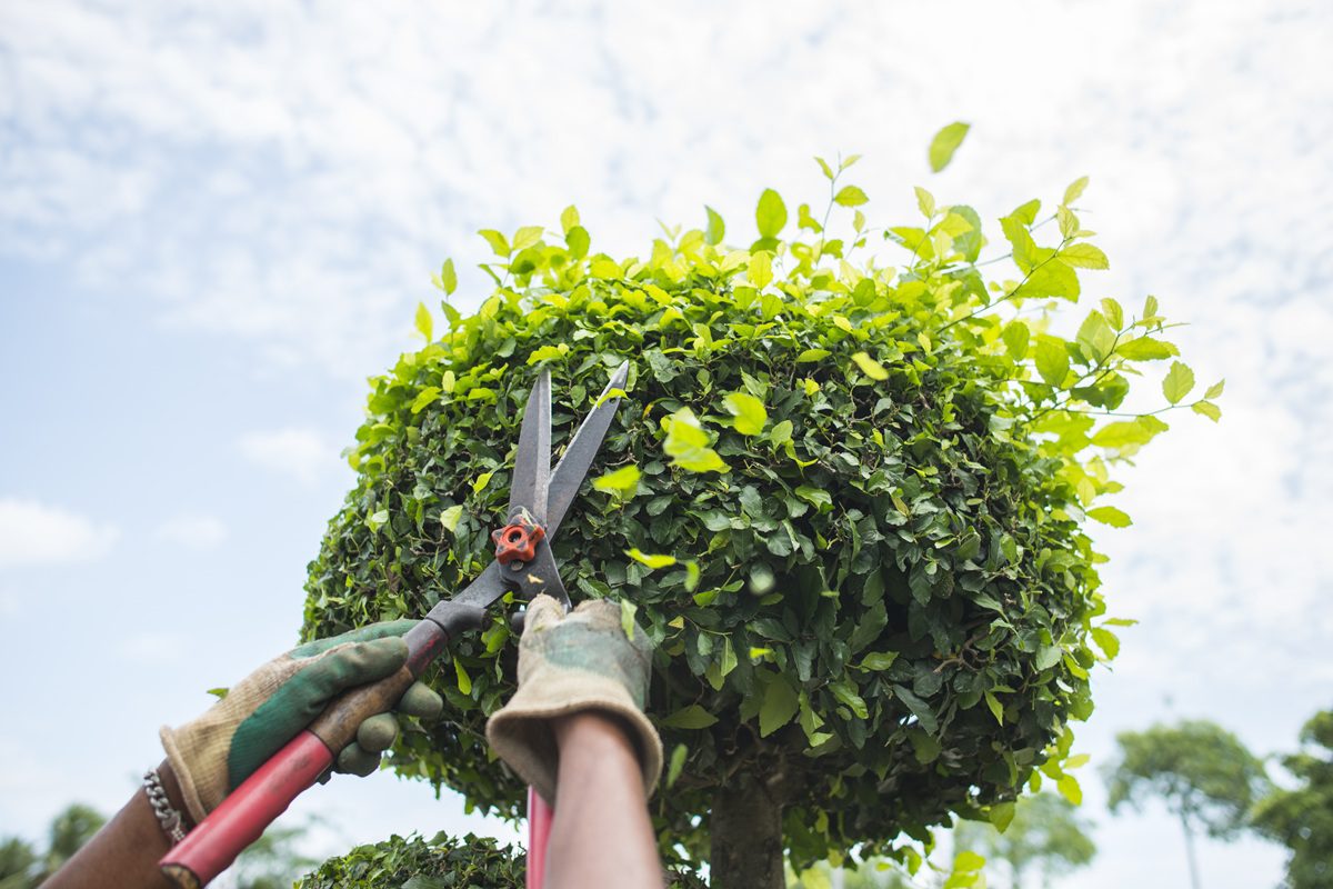 Gardener trimming bush with pruning shears.