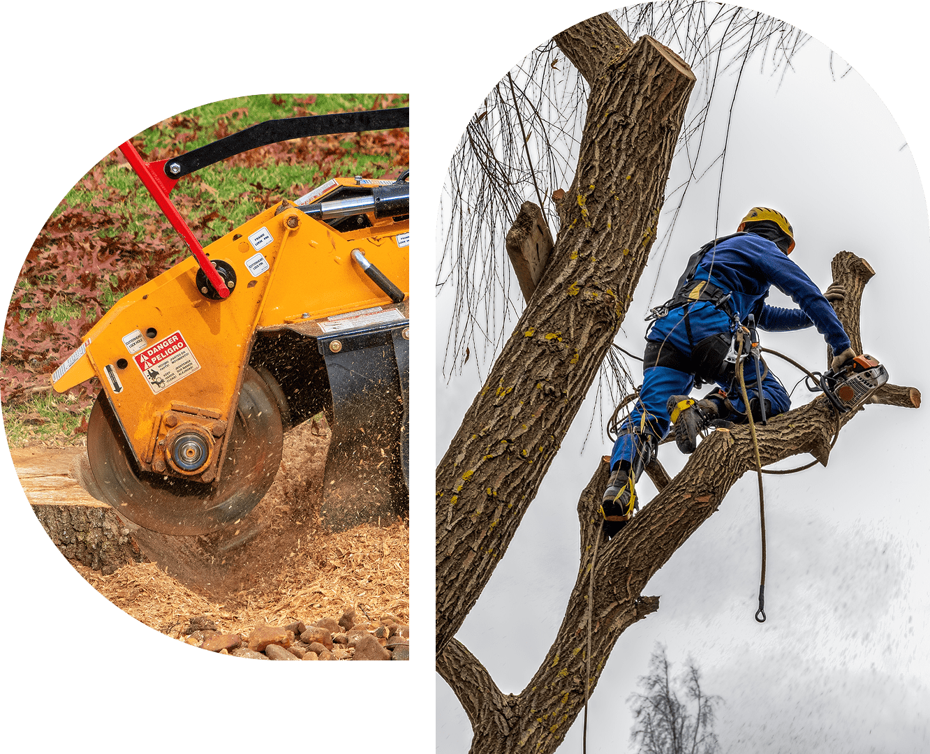 Tree cutting and stump grinding in progress.