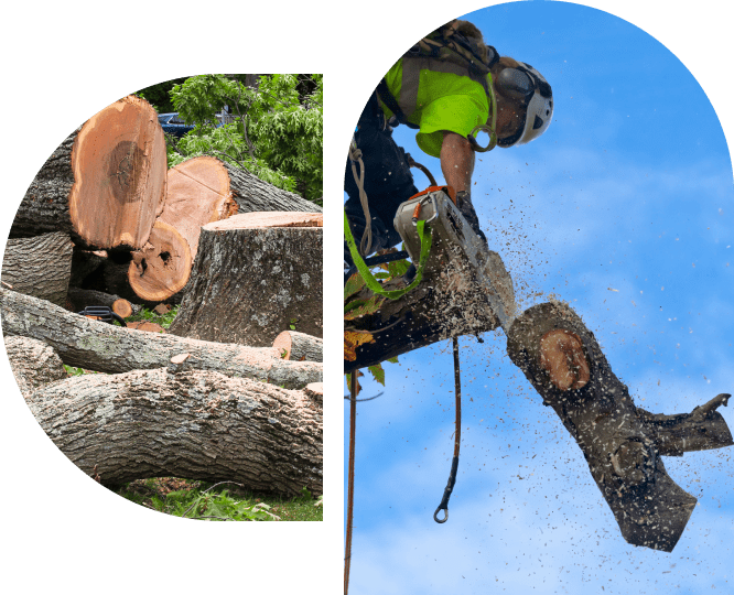 Tree cutting and log removal process.