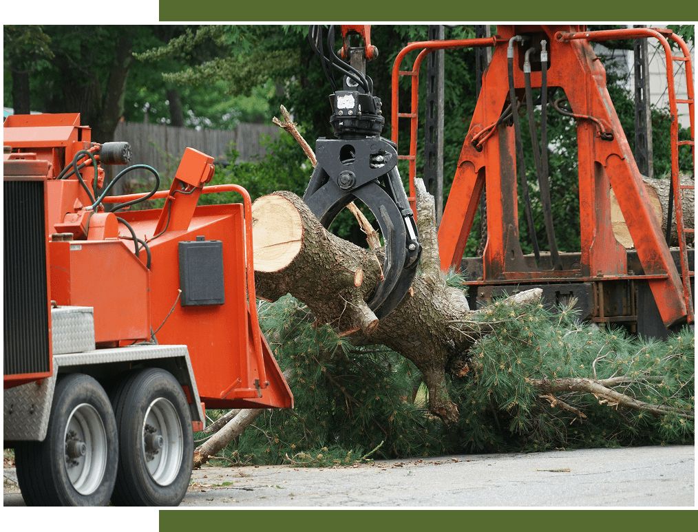 Tree removal machinery with fallen tree trunk.
